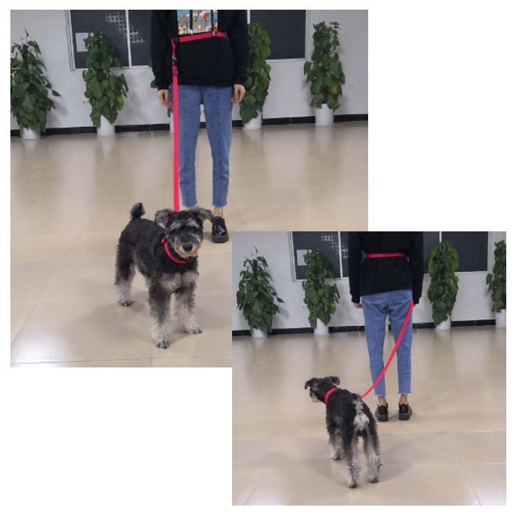 running dog leash (31)